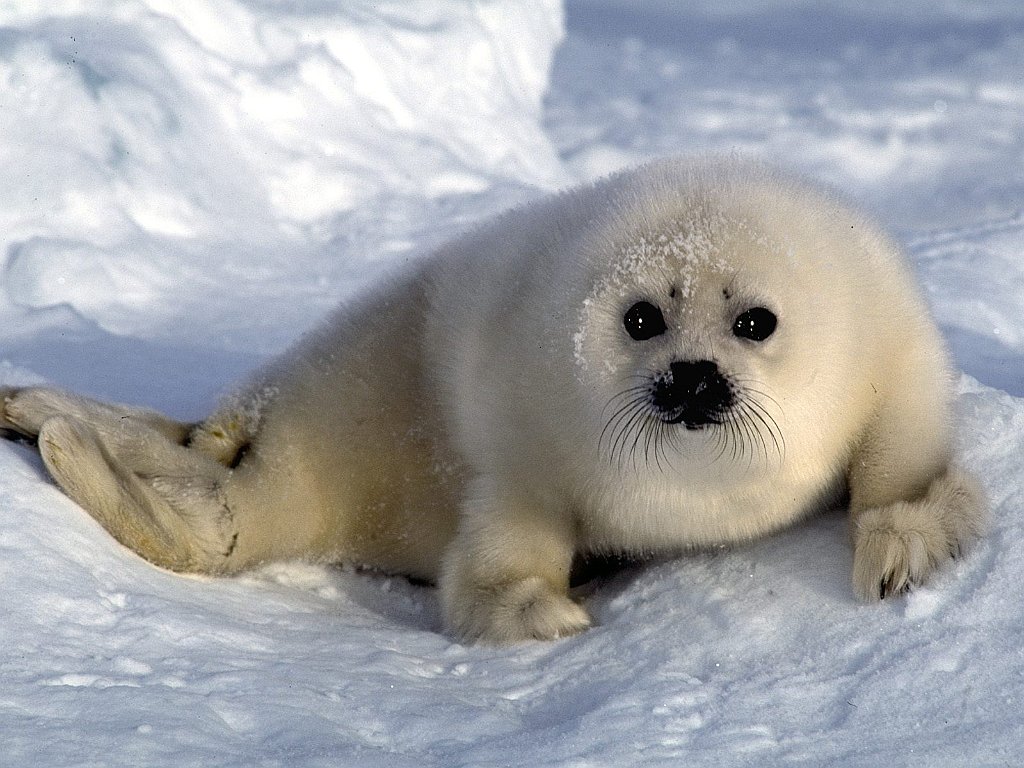 Harp Seal Pup, Arctic Ocean